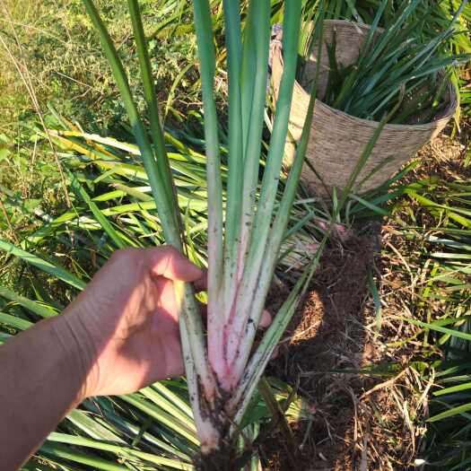 重庆市石菖蒲种苗