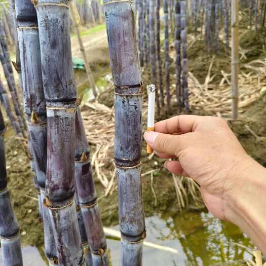 宾阳县甘蔗