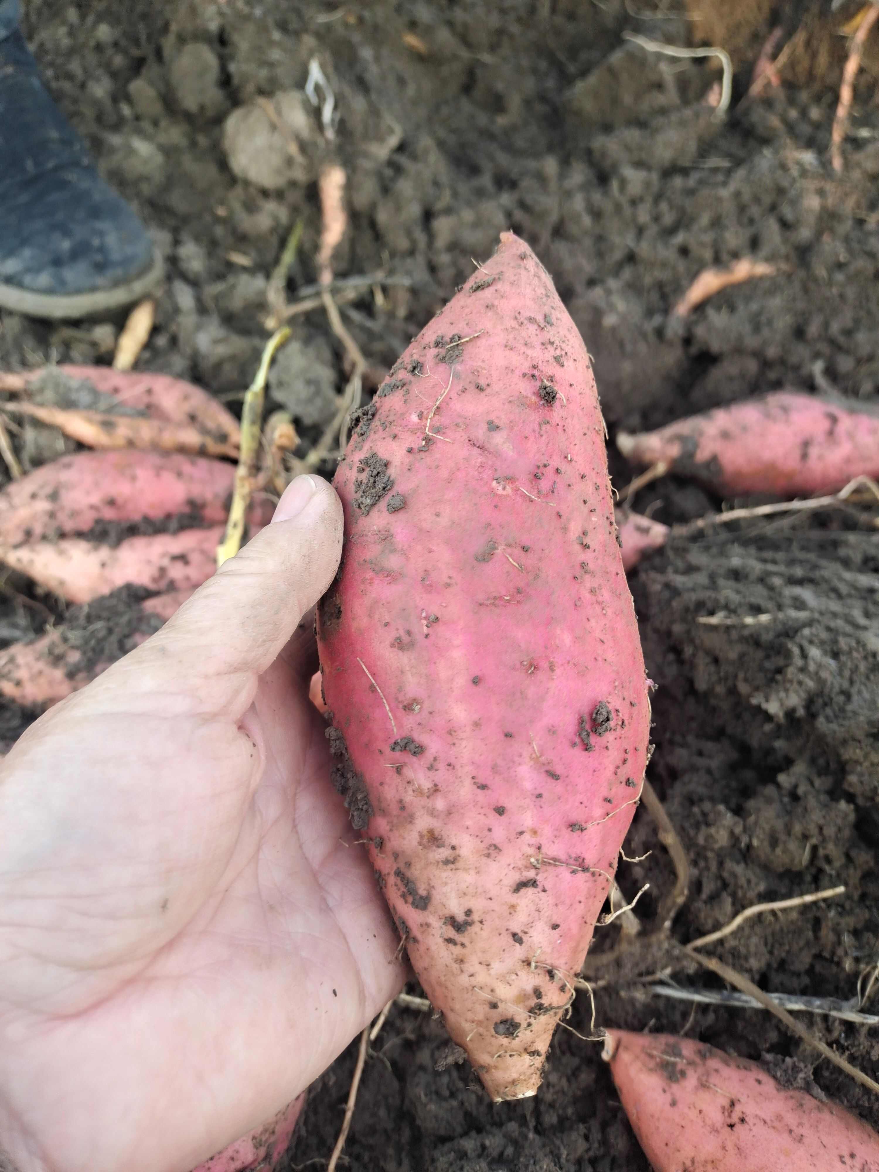 唐山烟薯25中块，烤块