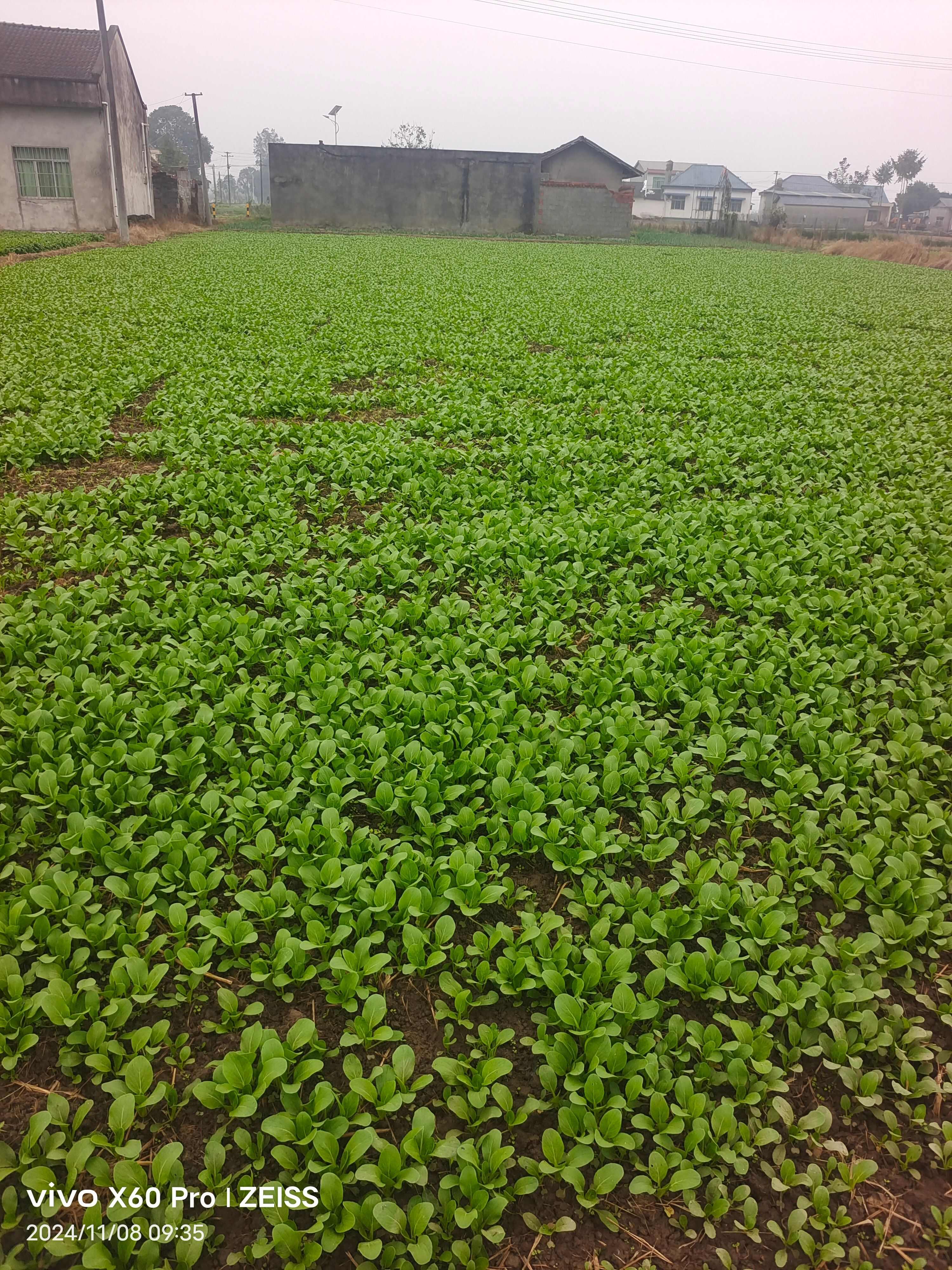 千亩蔬菜基地，无中间商，基地有莴笋，榨菜，上海青，蒜苗