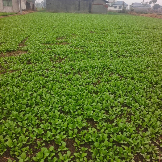千亩蔬菜基地，无中间商，基地有莴笋，榨菜，上海青，蒜苗