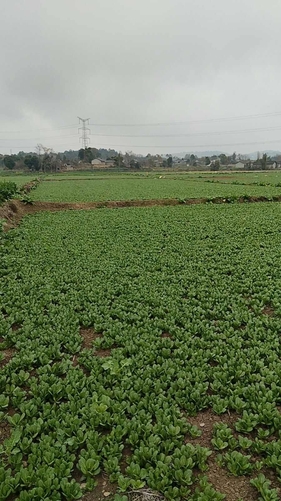 千亩蔬菜基地，无中间商，基地有莴笋，榨菜，上海青，蒜苗
