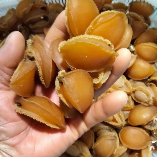 鲍鱼