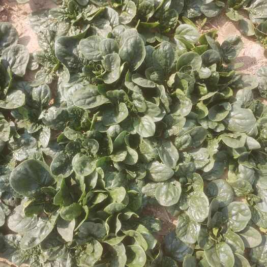 通许县开封通许趴地菠菜