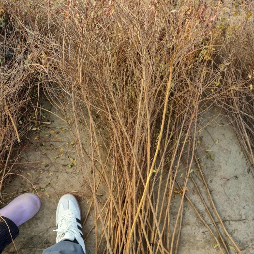 开原市雪柳 喷雪花 室内插花 年宵花 干枝雪柳