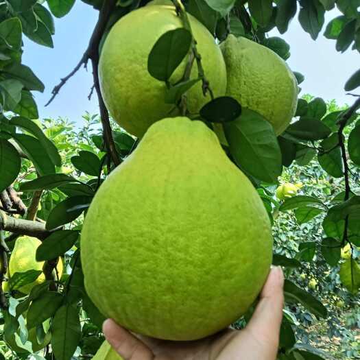 江永县江永香柚
