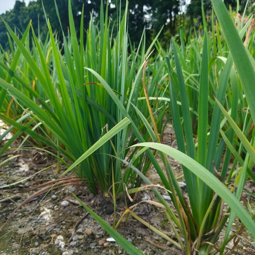 东莞市水生常绿鸢尾