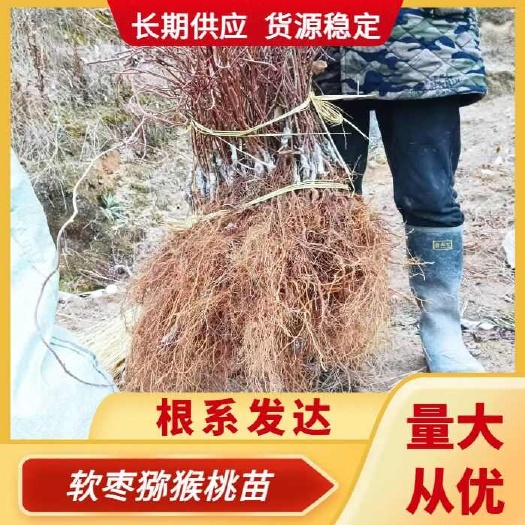 溆浦县软枣维基公树