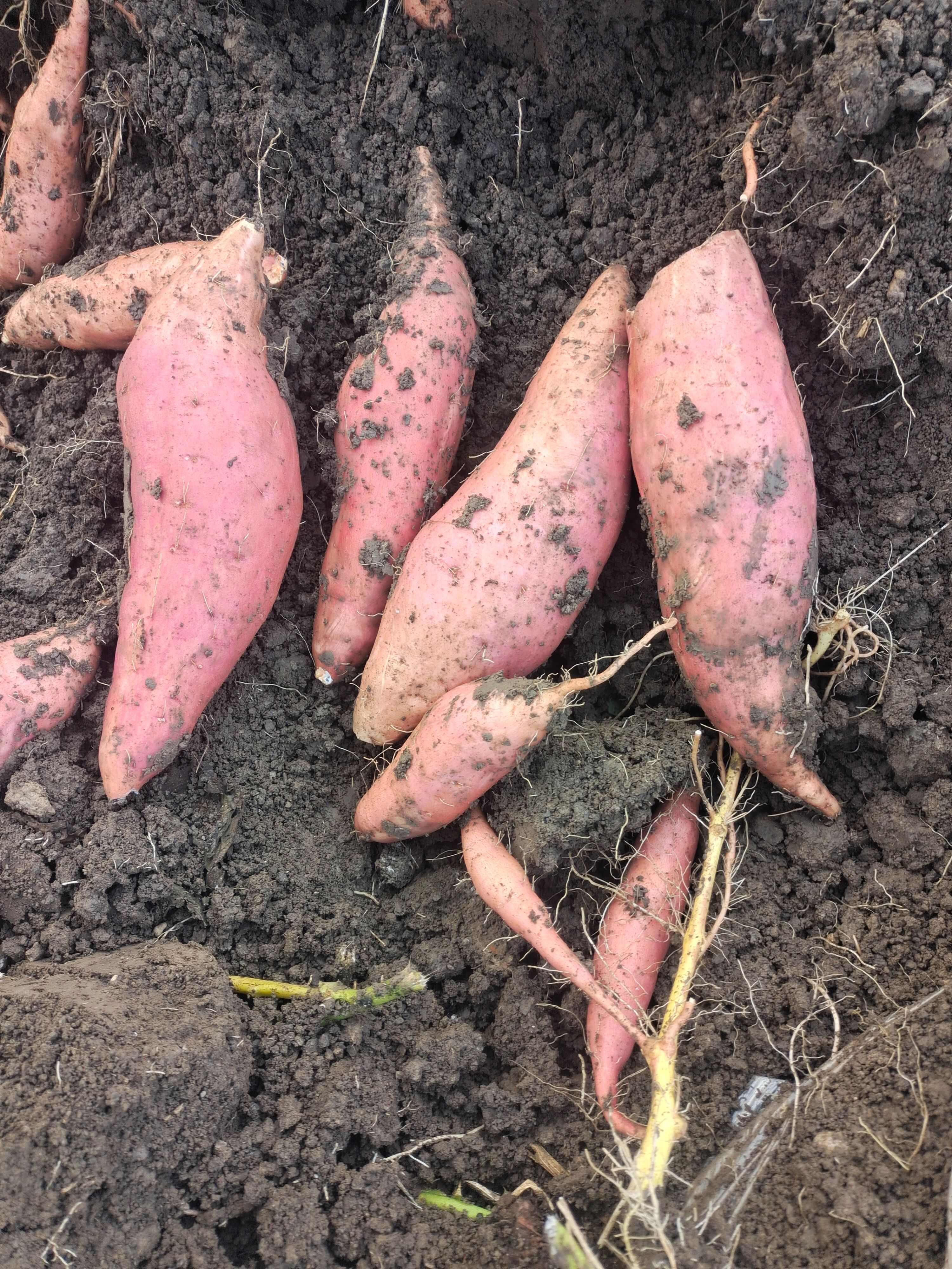 唐山烟薯25中块，烤块