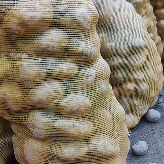 静宁县静宁陇薯7号