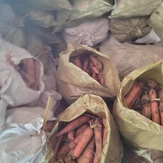 呼和浩特内蒙古不带叶胡萝卜，红萝卜