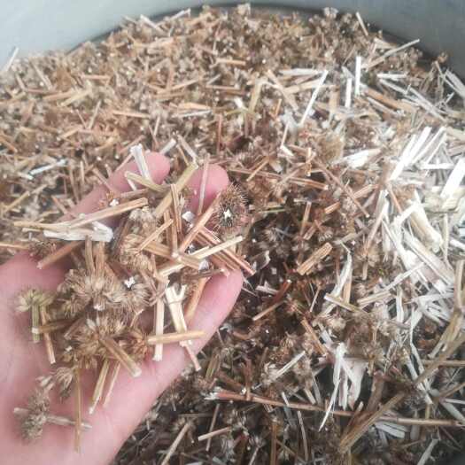 泽州县益母草 天然 