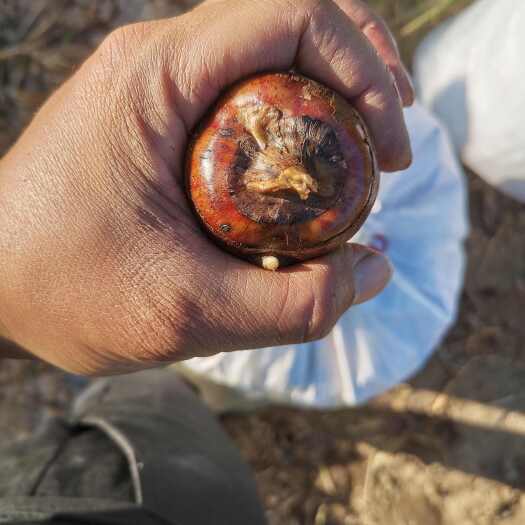 灌阳县就是卖马蹄的，地址在灌阳县观音阁，有兴趣的可以聊一下