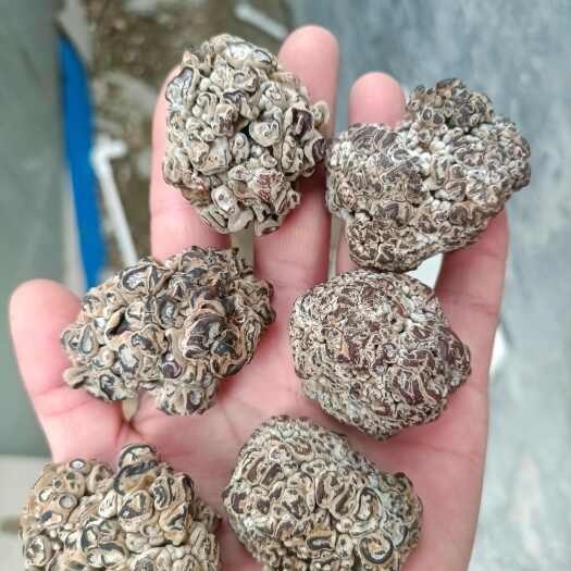 光泽县核桃菌猴脑菌榆耳羊肚耳产地玛咖菌玛卡菌松花菌鹿茸菌玛瑙菌猴脑