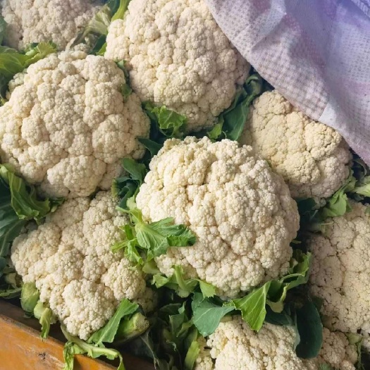 曲周县[河北菜花/产地直发/多种规格/各种精品]24小时在线！