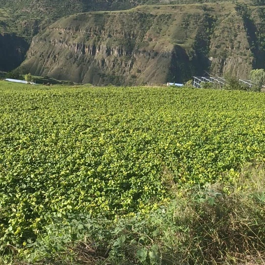 3000畝生態(tài)土瓜開挖