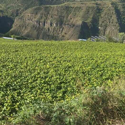 易门县3000亩生态土瓜开挖
