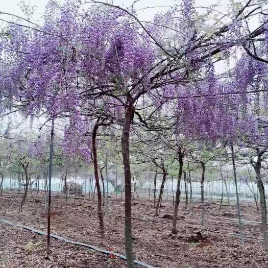郯城县优质凌霄苗 应季热销 临沂基地苗圃直发货