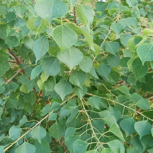 乌桕根 腊子树根  广西乌桕根中药材
