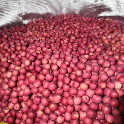 通渭县70以上红富士苹果（片红）