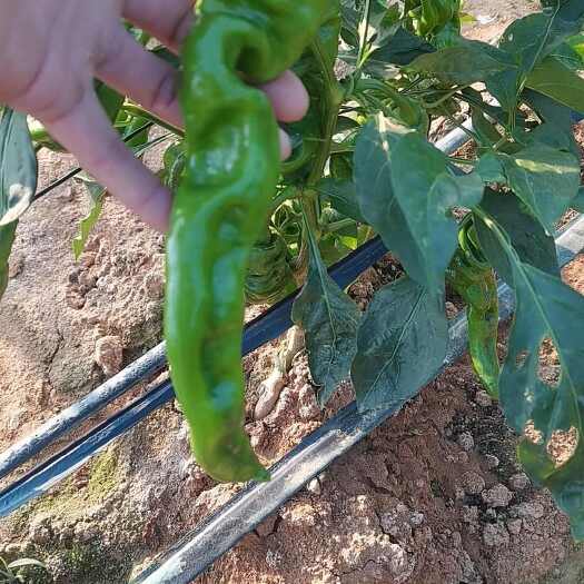 扶绥县螺丝椒