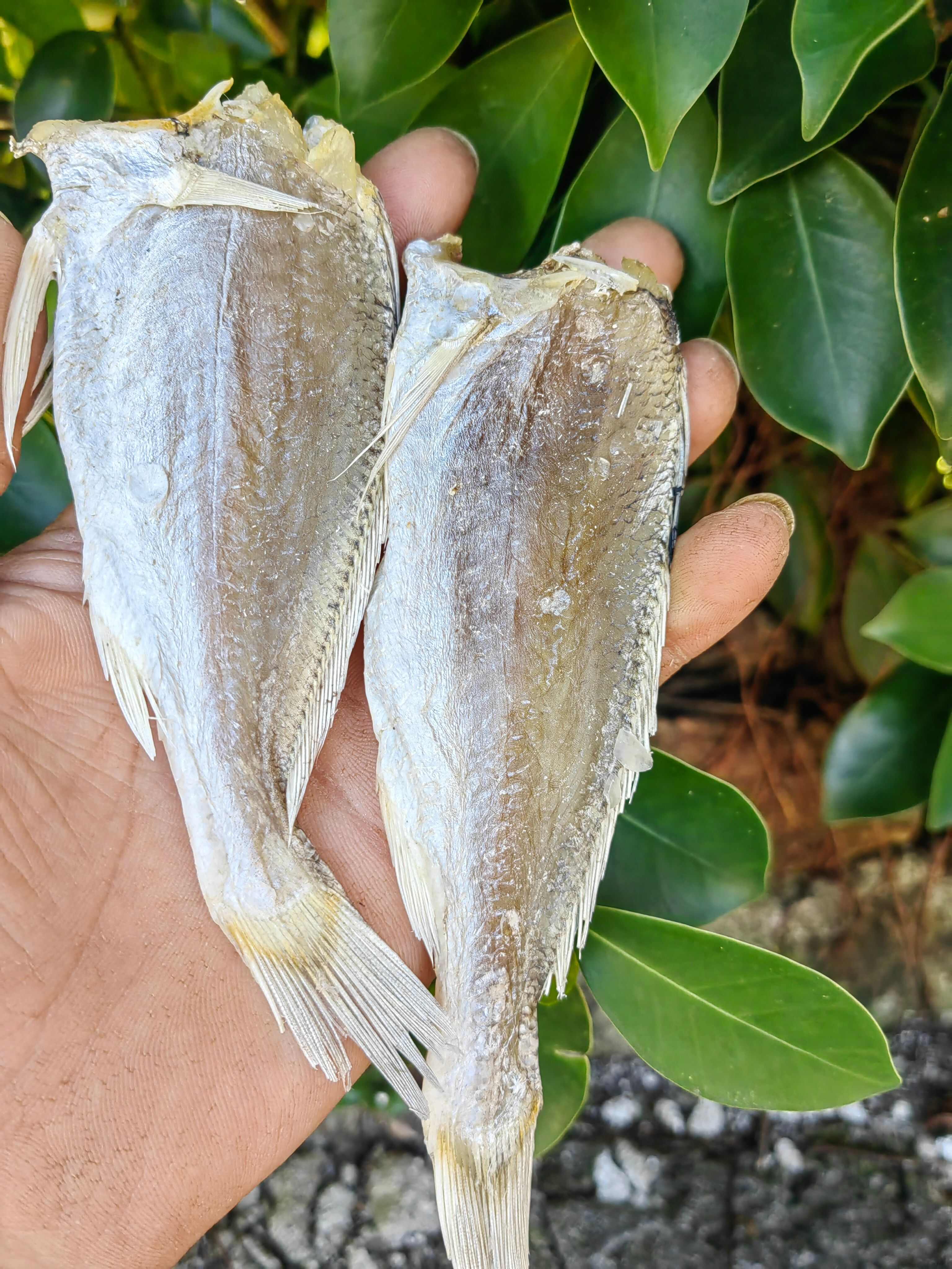 黄花鱼  滑子鱼干  地摆走量王 咸鱼干【晒场直销】