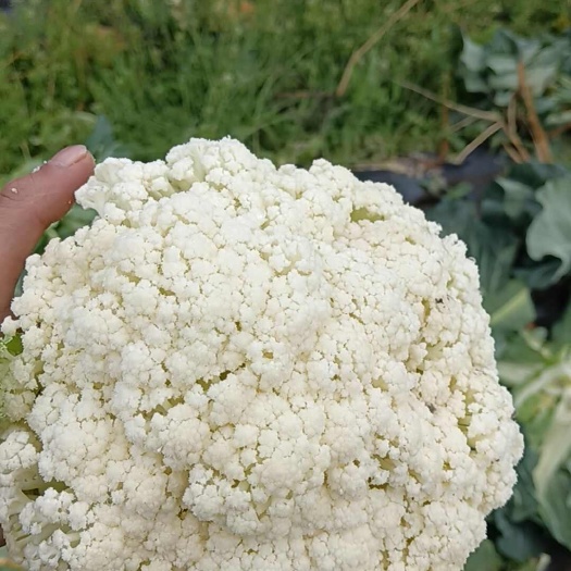 三台县四川有机花，散花