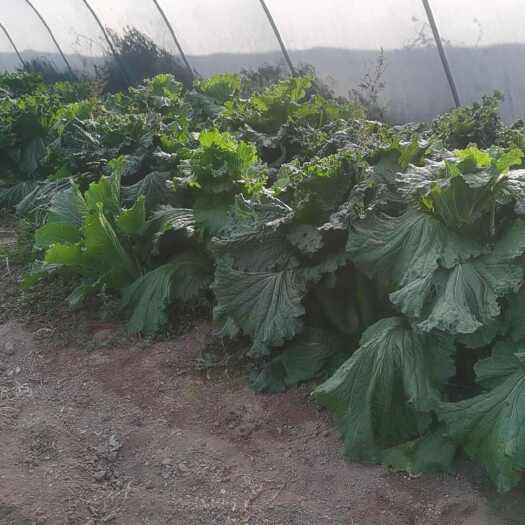 北京原颗青口白菜，直芯白菜。批发零售，