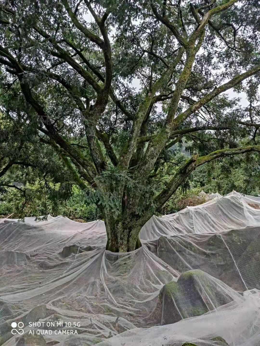 自产自销香榧出售;袋装、罐装、随挑
