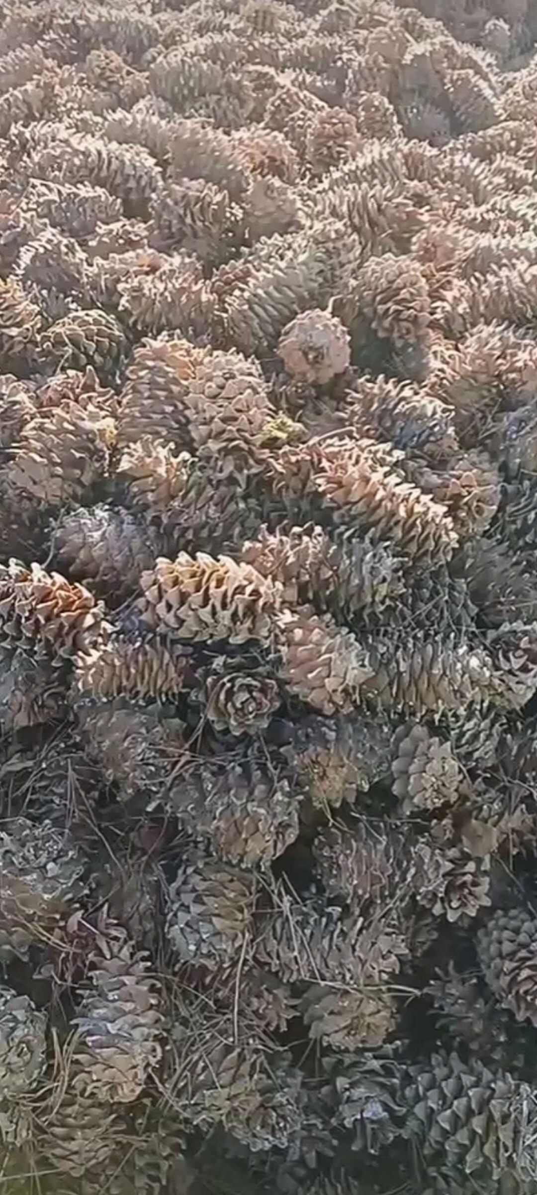 东北红松，松籽