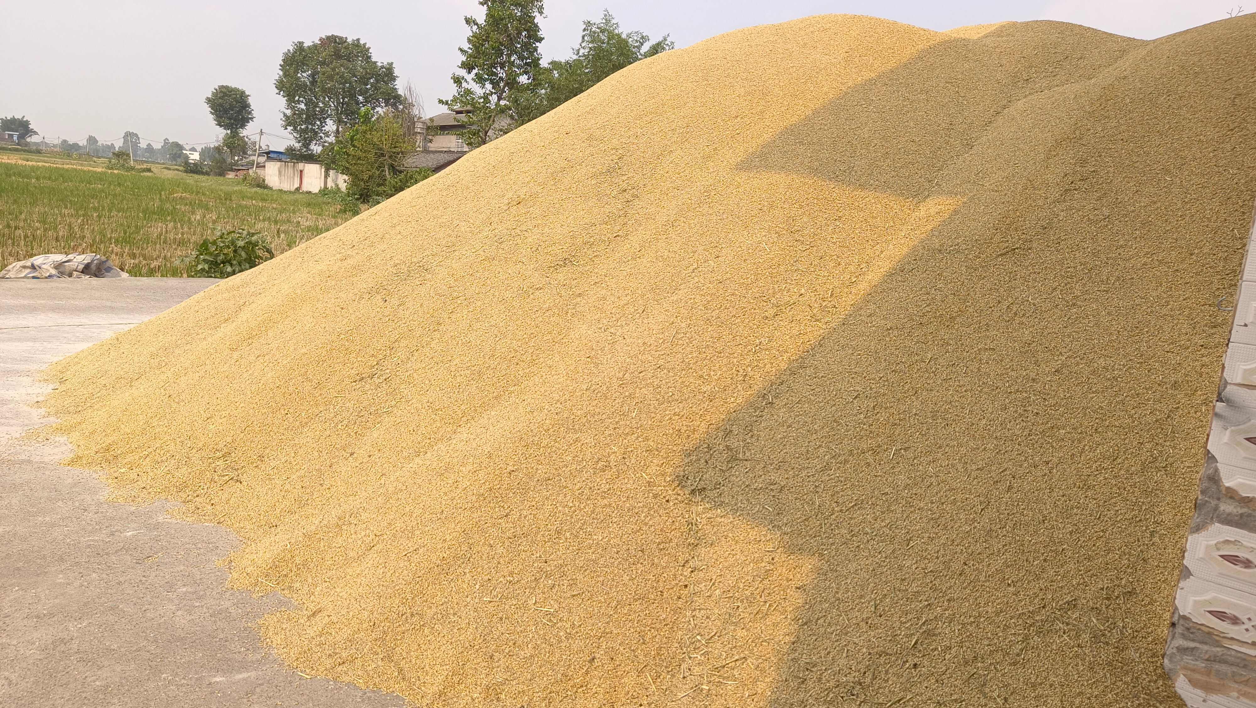 优质24年烘干中稻，水份15%。有需要的老板，量大从优。