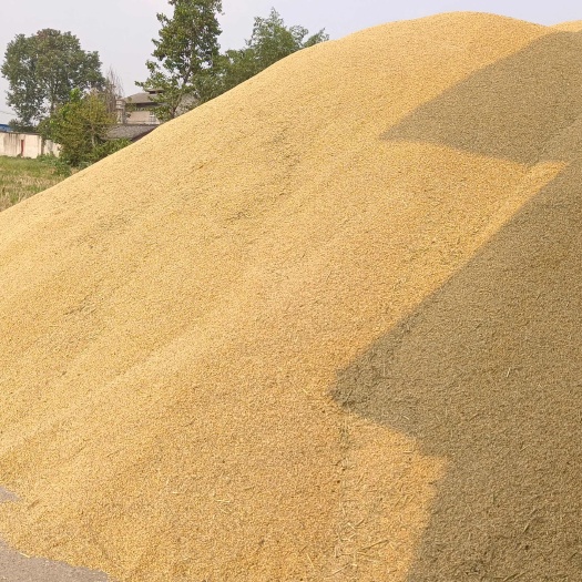 优质24年烘干中稻，水份15%。有需要的老板，量大从优。