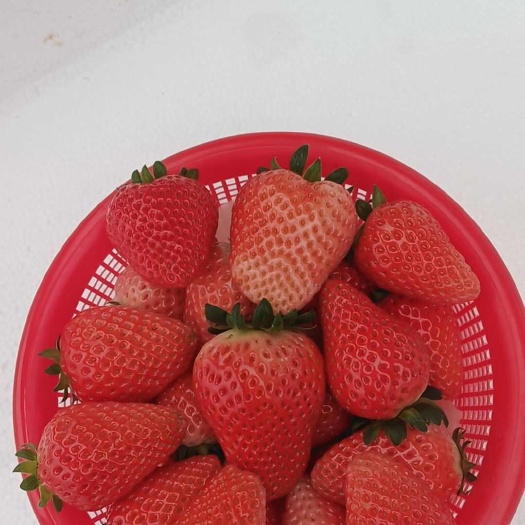 商丘妙香草莓