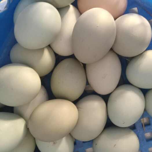 灯塔市出售五黑一绿壳种蛋，受精蛋，可孵化，有需要的可以联系我。