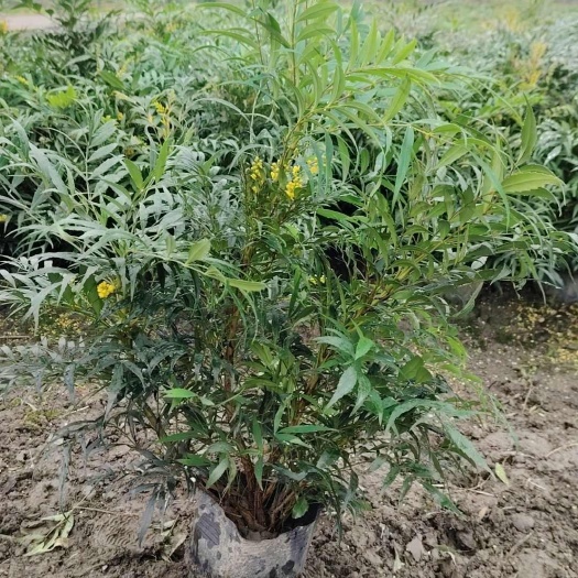 成都18杯十大功劳