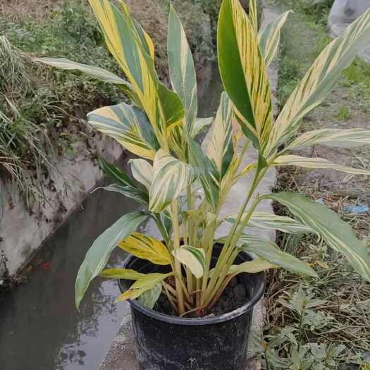 成都花叶良姜2加仑
