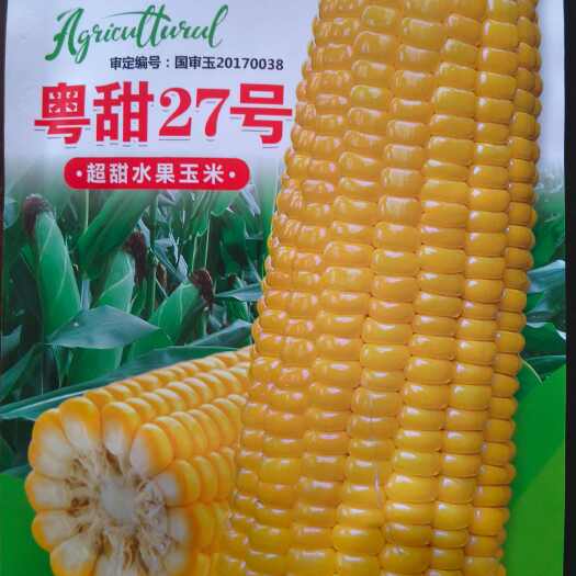 粤甜27号  水果玉米种子 ）