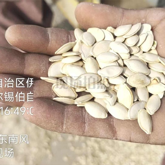 伊宁市天山雪水浇灌天然南瓜籽，机选干货8元/斤，炒货品质33吨起