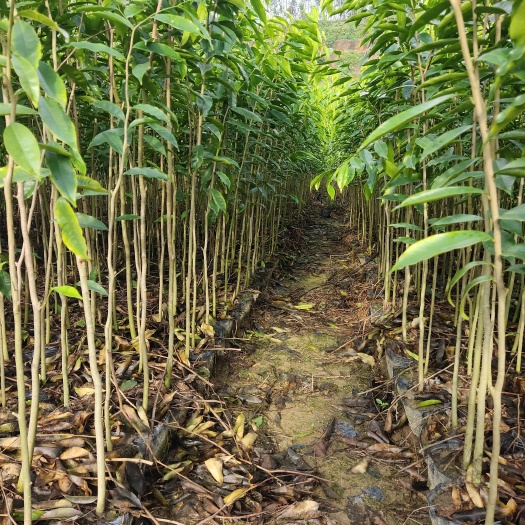 化州市0.8起，坡泥，沉香底苗