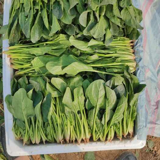 金乡县菠菜已大量上市，价格不高。各种规格货源可加工各种包装欢迎咨询