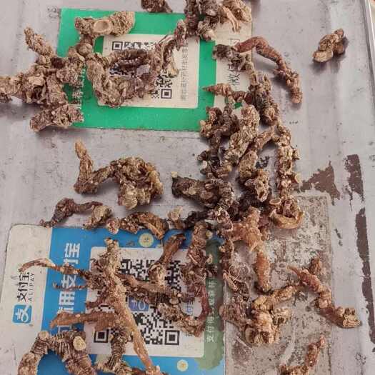 玉林姜形黄精
