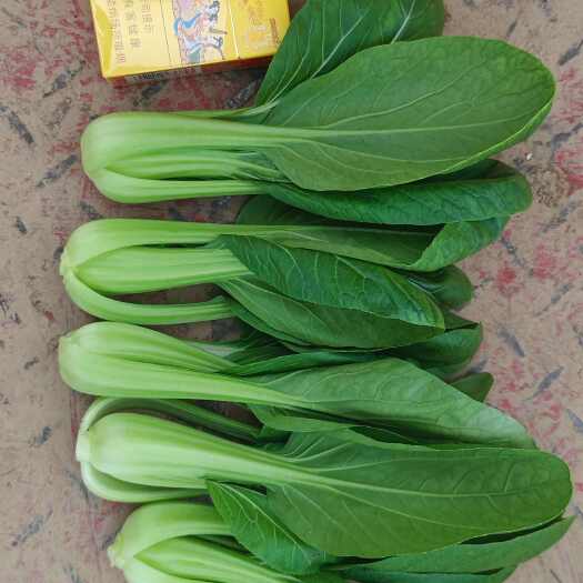 扶风县精品小青菜