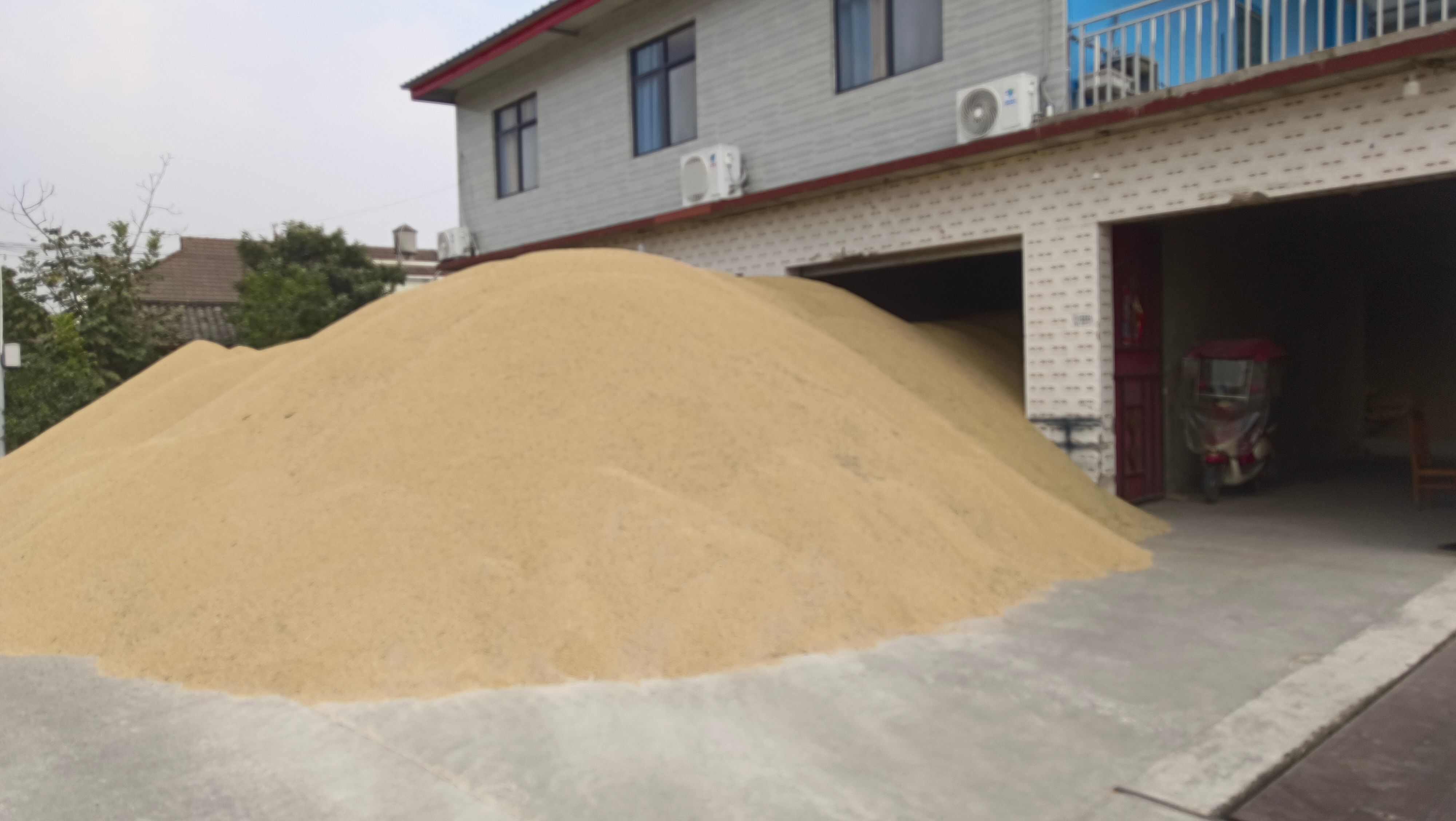优质24年烘干中稻，水份15%。有需要的老板，量大从优。