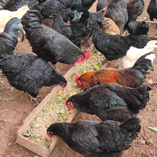 重庆市纯粮食散养，无一粒饲料激素喂养