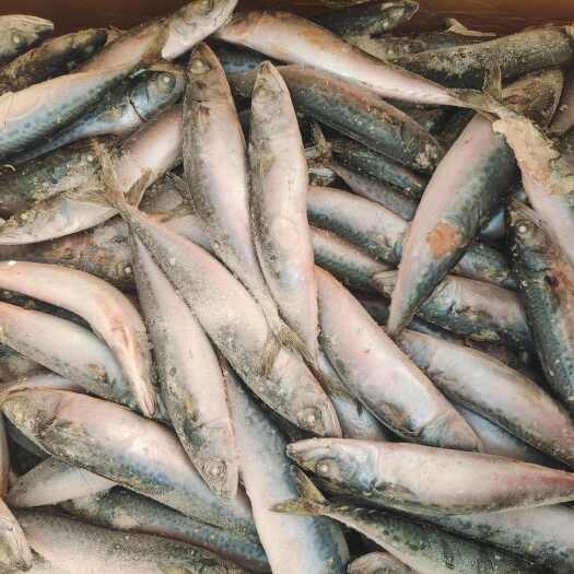 威海鲐鲅鱼 青占鱼 鲭鱼100克以下，鲜度佳欢迎详询