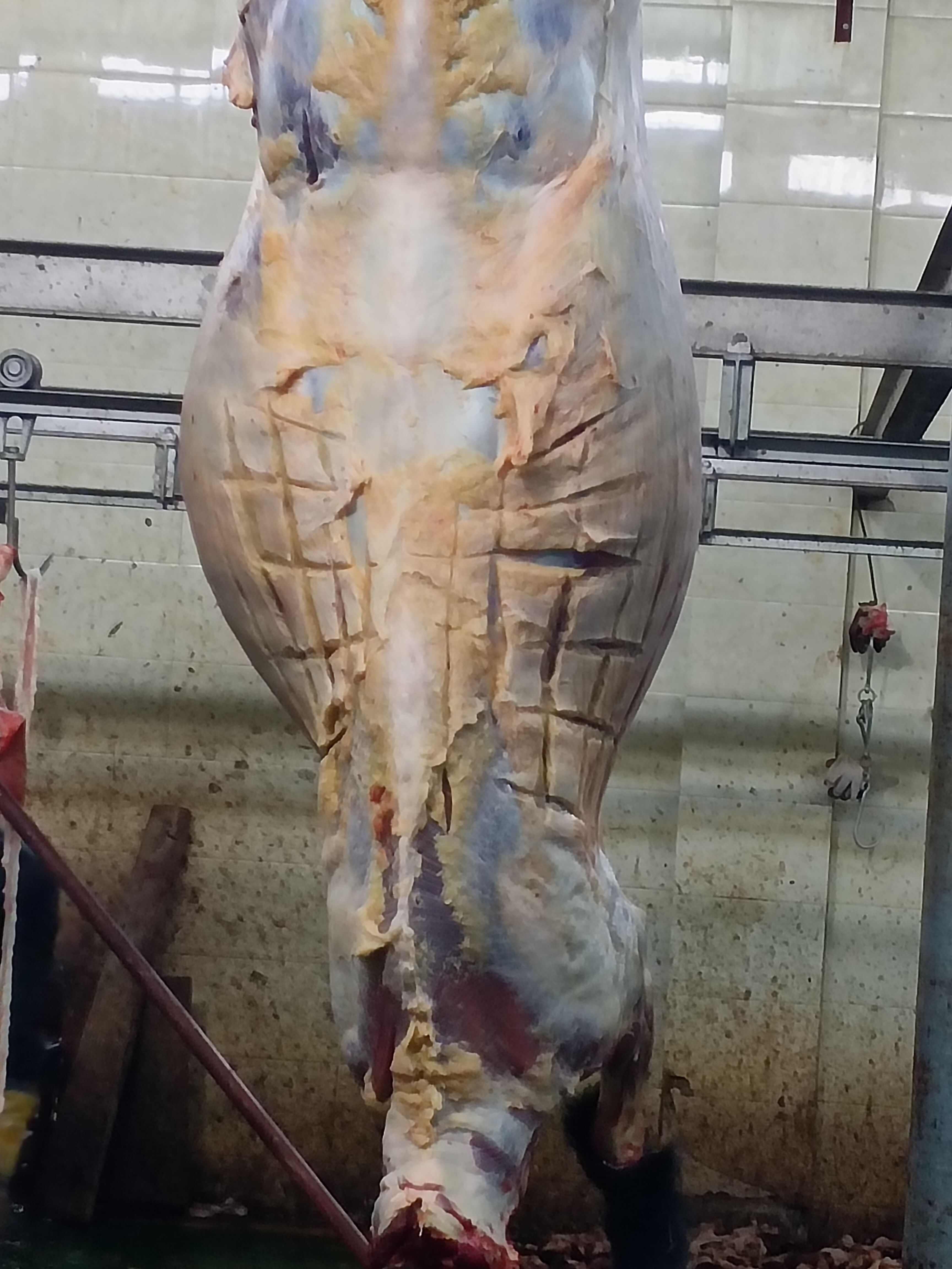 天峻县正宗草骠牦牛肉供应店