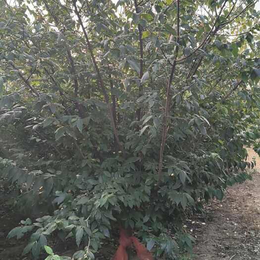 鄢陵县12的精品腊梅