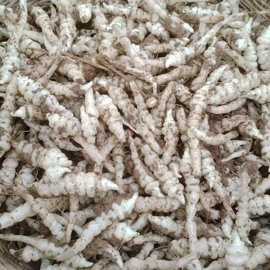 庆阳螺丝菜，最新状况，质量去图片所示，有喜欢的老板联系！