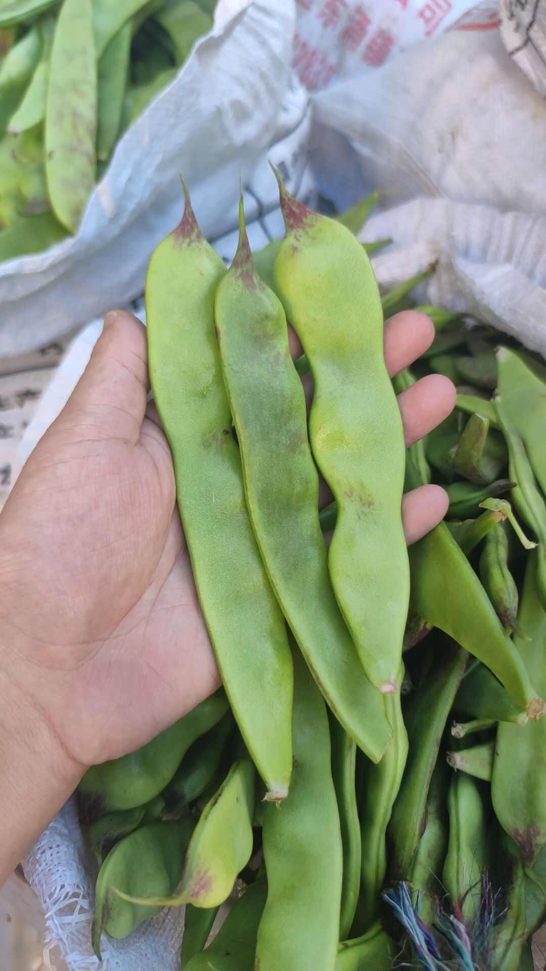 云南油豆角一点红油豆面豆九月青豆角东北豆角电商市场一件代发