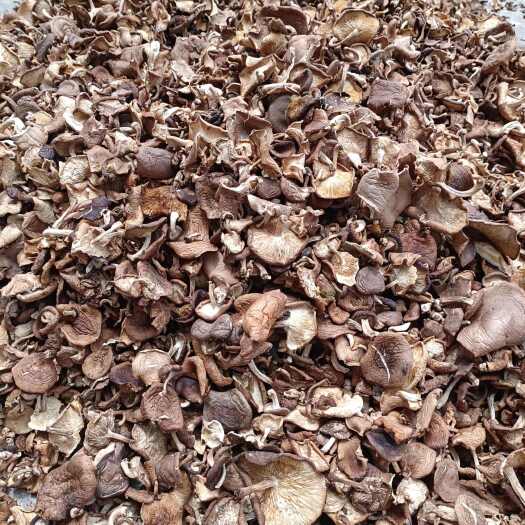 景东县野生香菌云南哀牢山野生香蘑菇